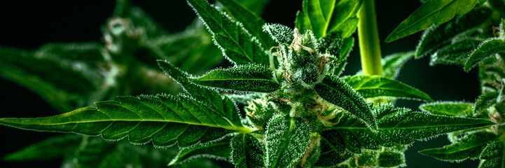 Cannabis plant panorama. Marijuana with green leaves and white flowers, with trichomes, ready for harvest, macro shot, panoramic banner