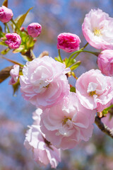 咲き始めの八重桜の花 ヤエザクラ