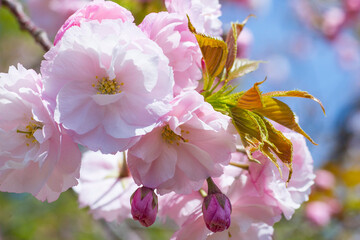 咲き始めの八重桜の花 ヤエザクラ