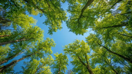 Obraz premium View of lush green forest canopy against blue sky, seen from below, showcasing the beauty and serenity of nature.