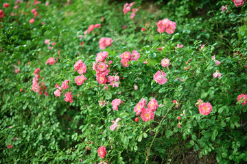 Dense thickets of rose bushes in the garden. Blooming pink roses.