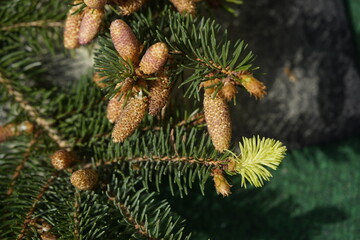 Natural perfume is extracted from these pine cones (Pinaceae family). Location: Deister Mountains...