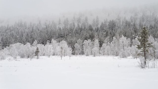Lapland Winter Landscape, Snow Covered Forest on Foggy Day RIGHT PAN