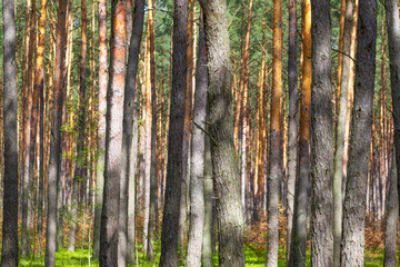 Tree trunks in a pine forest.