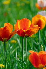 Flowerbed with multi-colored tulips. Floral background.
