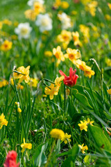 Flowerbed with daffodils. Spring bloom.