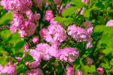 Naklejka premium Beautiful pink flowers of Prunus triloba, close-up.
