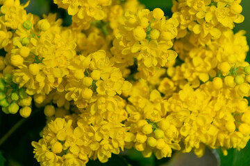 Yellow flowers of Berberis nervosa, close-up.