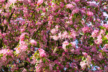 Pink flowers of a blooming apple tree. Beautiful floral background.