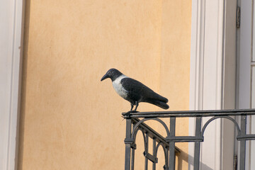 Artificial crow on the balcony to scare away birds.