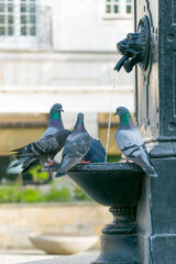 Pigeons drink water from a drinking fountain.
