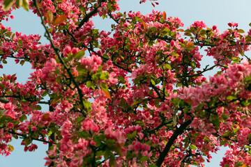 Pink flowers of a blooming apple tree. Beautiful floral background.