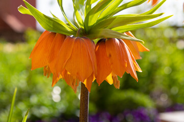Orange Fritillaria imperialis flower, close-up.