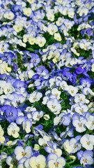 White and blue violets in a flower bed. Floral background.