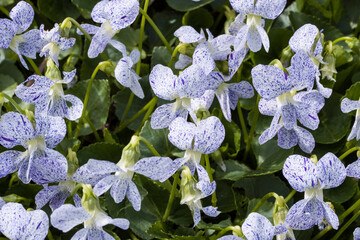 Pfingst-Veilchen Freckles (Viola sororia) - Kultivar