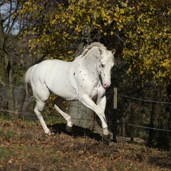 Obraz na płótnie Canvas Appaloosa stallion running