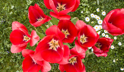 Tulpen (Tulpia spec.) im Garten - Blick von oben