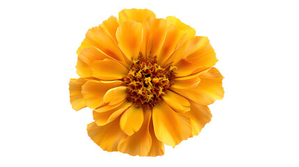 Golden Hues and Delicate Textures of a Single Marigold Flower Seen from Above, Isolated on A...
