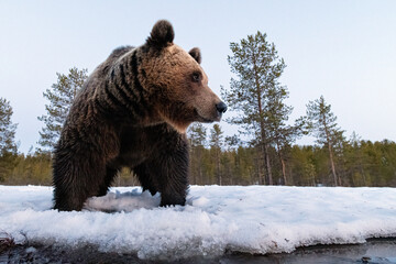 Brown bear on the last crust of snow at spring - 785223168