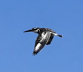king fisher