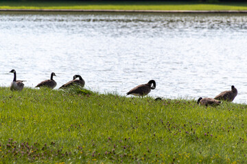 country goose on the lake