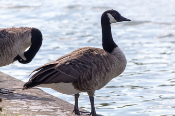 country goose on the lake