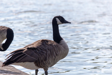country goose on the lake