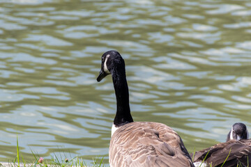 country goose on the lake