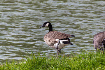 Obraz premium country goose on the lake