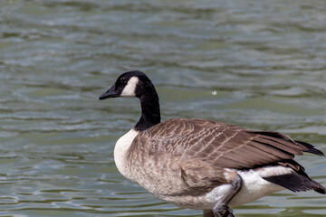 country goose on the lake