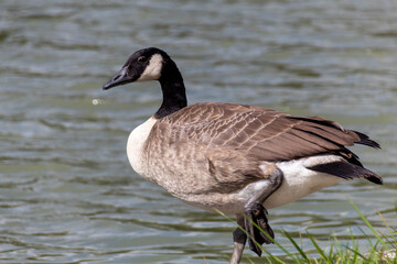 Obraz premium country goose on the lake