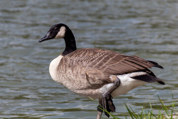 country goose on the lake