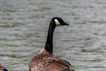 country goose on the lake