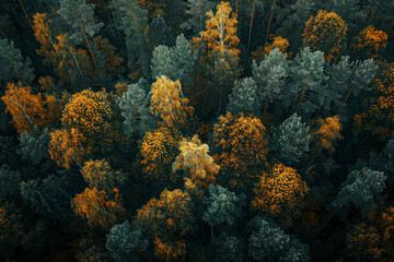 Fototapeta na wymiar Autumn forest aerial drone view. Top view.