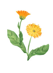 Calendula flowers with leaves.  watercolor botany of medicinal plant on white background.