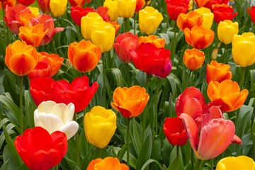 Colorful tulip flowers in full blosom in spring time - closeup