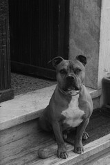 american staffordshire terrier