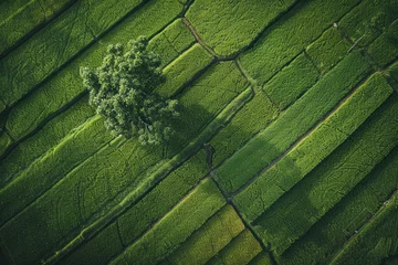 Stof per meter Top view from drone of the beautiful paddy fields with velvet green young sprouts fields. © Hunman