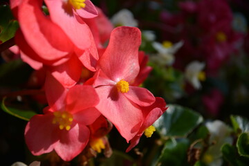Leuchtende rote Begonienblüten-Farbenfroher Sommergarten