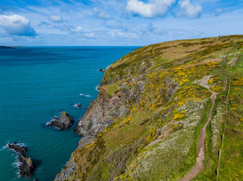 Aerial view of high clifftop with gorse bushes, yellow flowers and coastal footpath, Pembrokeshire, West Wales.