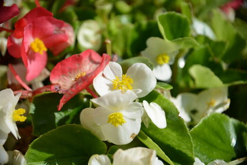 Weiße und rote Begonien Nahaufnahme