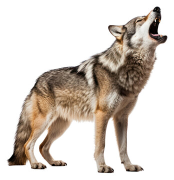 PNG Wolf howling animal mammal coyote. AI generated Image by rawpixel.