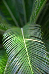 Vertical palm leaf for texture or background