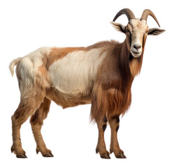 PNG Alpine goat livestock wildlife animal. AI generated Image by rawpixel.