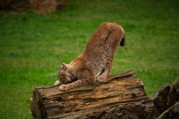 Lynx Lynx