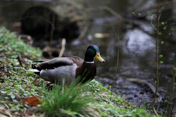 duck on a pond