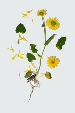 Yellow Doronicum flower, its stem, leaves, root system and inflorescence petals.