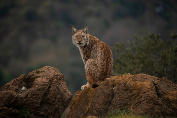 Lynx Lynx