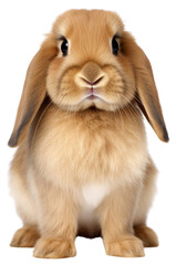 PNG Holland lop rabbit sitting mammal animal rodent. - obrazy, fototapety, plakaty