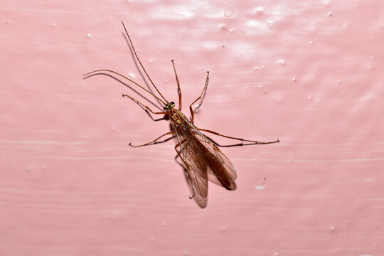 An insect called yellow Ophion, or yellow ichneumon parasitizes the caterpillars of various butterflies.
